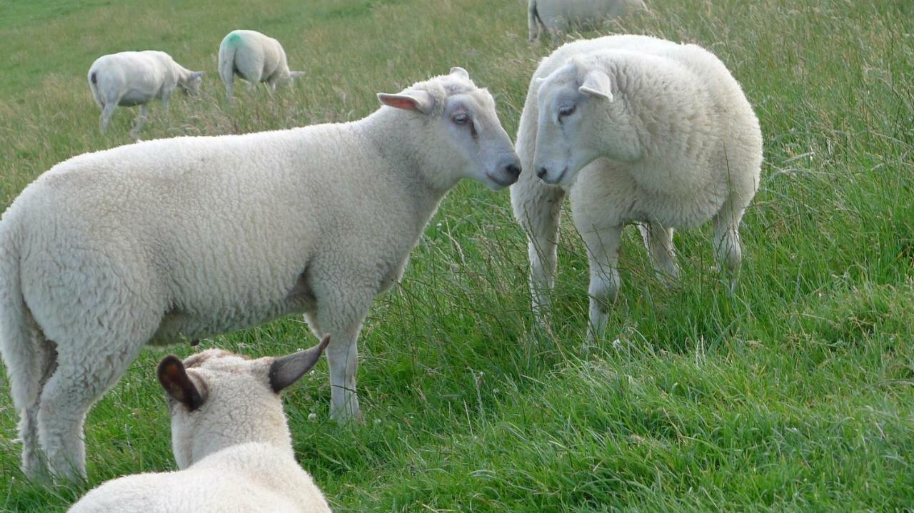 Wattenblick Büsum Eksteriør bilde